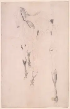 Working drawing for The Fifteenth Anatomical Table of the Muscles ... of the Horse 1756. Creator: George Stubbs