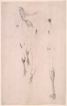 Working drawing for The Fifteenth Anatomical Table of the Muscles ... of the Horse 1756. Creator: George Stubbs