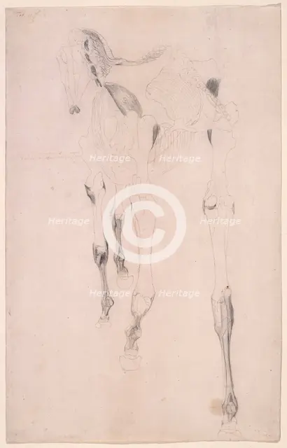 Working drawing for 'The Fifteenth Anatomical Table of the Muscles ... of the Horse', 1756. Creator: George Stubbs.