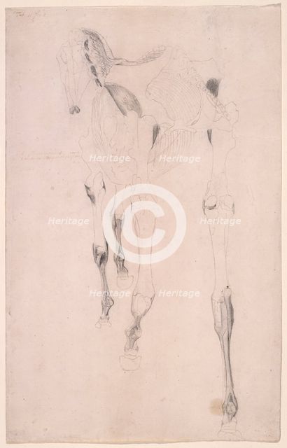 Working drawing for 'The Fifteenth Anatomical Table of the Muscles ... of the Horse', 1756. Creator: George Stubbs.