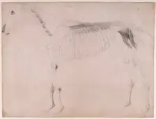 Working drawing for The Fifth Anatomical Table of the Muscles ... of the Horse 1756. Creator: George Stubbs