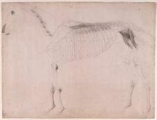Working drawing for The Fifth Anatomical Table of the Muscles ... of the Horse 1756. Creator: George Stubbs