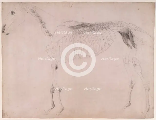 Working drawing for 'The Fifth Anatomical Table of the Muscles ... of the Horse', 1756. Creator: George Stubbs.