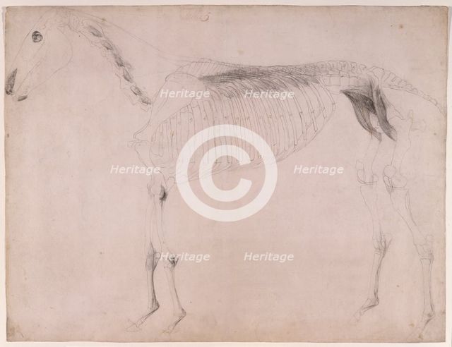 Working drawing for 'The Fifth Anatomical Table of the Muscles ... of the Horse', 1756. Creator: George Stubbs.