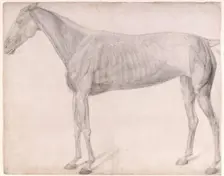 Working drawing for The First Anatomical Table of the Muscles ... of the Horse 1756. Creator: George Stubbs