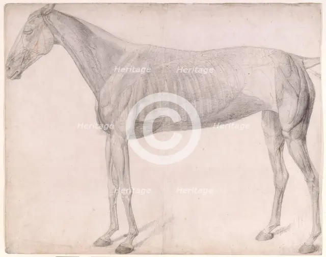 Working drawing for 'The First Anatomical Table of the Muscles ... of the Horse', 1756. Creator: George Stubbs.