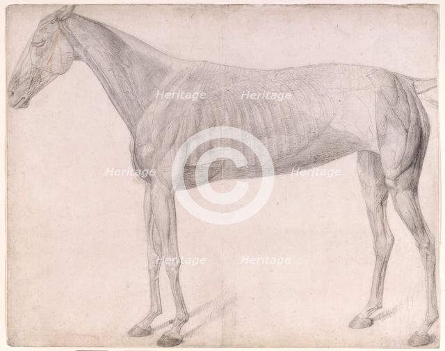 Working drawing for 'The First Anatomical Table of the Muscles ... of the Horse', 1756. Creator: George Stubbs.