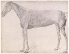 Working drawing for The First Anatomical Table of the Muscles ... of the Horse 1756. Creator: George Stubbs