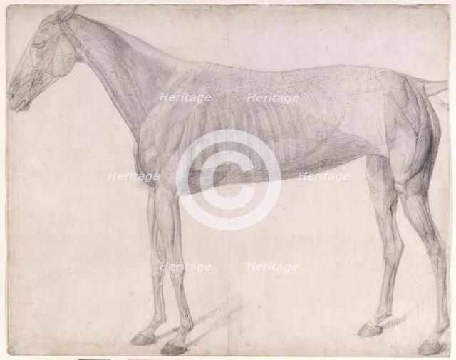 Working drawing for 'The First Anatomical Table of the Muscles ... of the Horse', 1756. Creator: George Stubbs.