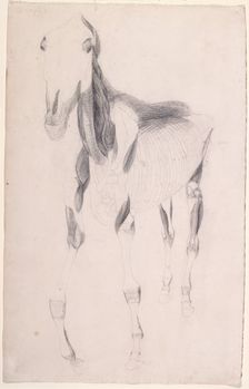 Working drawing for The Ninth Anatomical Table of the Muscles ... of the Horse 1756. Creator: George Stubbs