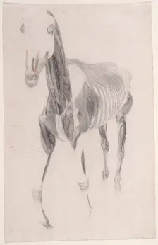 Working drawing for The Ninth Anatomical Table of the Muscles ... of the Horse 1756. Creator: George Stubbs