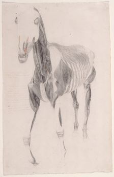 Working drawing for The Ninth Anatomical Table of the Muscles ... of the Horse 1756. Creator: George Stubbs