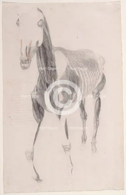 Working drawing for 'The Ninth Anatomical Table of the Muscles ... of the Horse', 1756. Creator: George Stubbs.