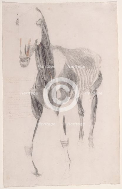 Working drawing for 'The Ninth Anatomical Table of the Muscles ... of the Horse', 1756. Creator: George Stubbs.