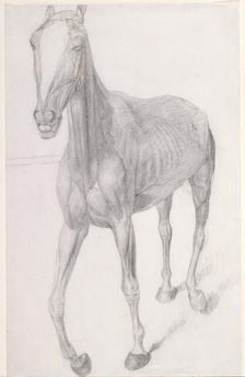 Working drawing for The Seventh Anatomical Table of the Muscles ... of the Horse 1756. Creator: George Stubbs