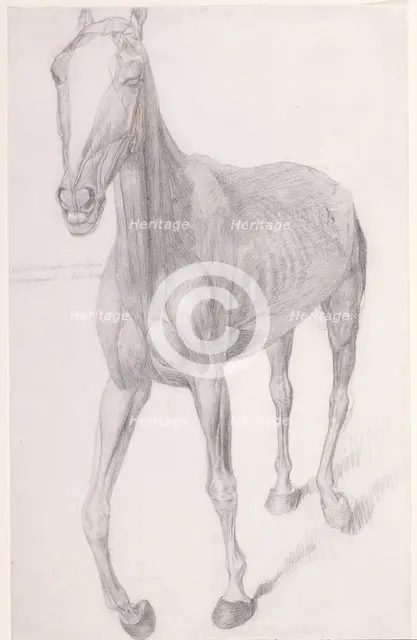 Working drawing for 'The Seventh Anatomical Table of the Muscles ... of the Horse', 1756. Creator: George Stubbs.