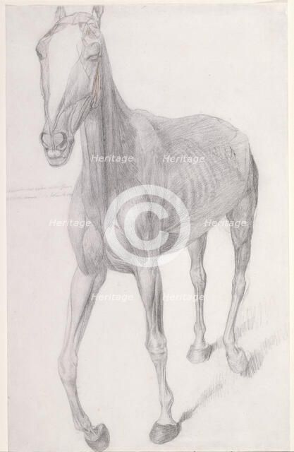 Working drawing for 'The Seventh Anatomical Table of the Muscles ... of the Horse', 1756. Creator: George Stubbs.