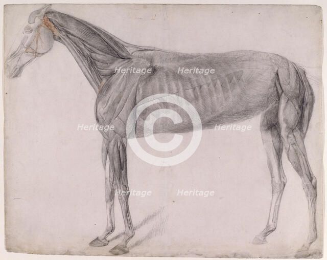 Working drawing for 'The Second Anatomical Table of the Muscles ... of the Horse', 1756. Creator: George Stubbs.