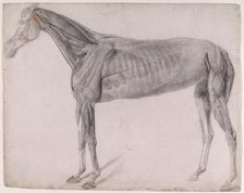 Working drawing for The Second Anatomical Table of the Muscles ... of the Horse 1756. Creator: George Stubbs