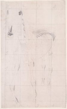 Working drawing for The Tenth Anatomical Table of the Muscles ... of the Horse 1756. Creator: George Stubbs