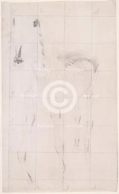 Working drawing for 'The Tenth Anatomical Table of the Muscles ... of the Horse', 1756. Creator: George Stubbs.