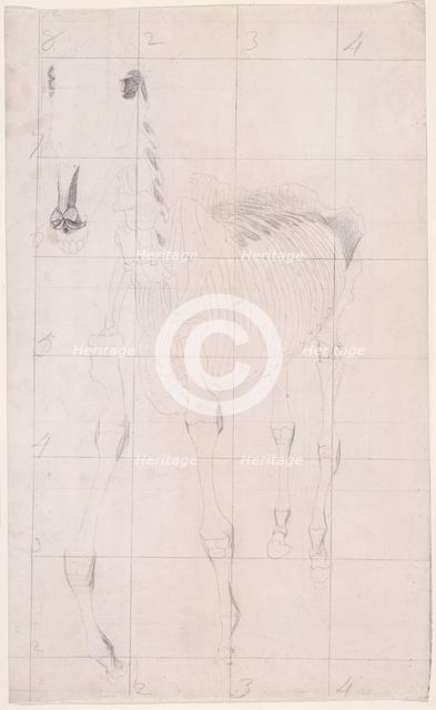 Working drawing for 'The Tenth Anatomical Table of the Muscles ... of the Horse', 1756. Creator: George Stubbs.