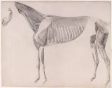 Working drawing for The Third Anatomical Table of the Muscles ... of the Horse 1756. Creator: George Stubbs