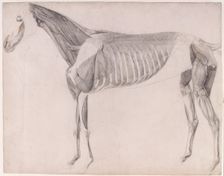 Working drawing for The Third Anatomical Table of the Muscles ... of the Horse 1756. Creator: George Stubbs