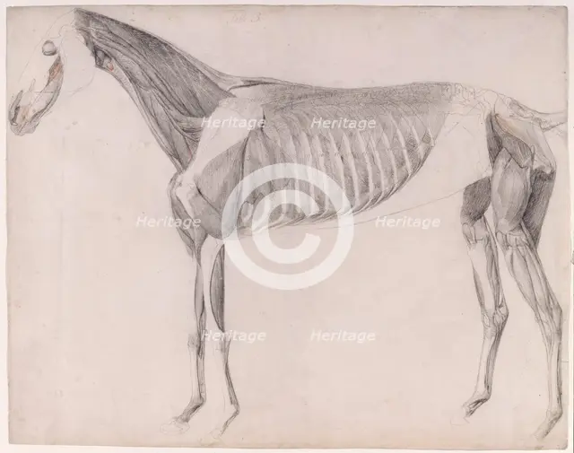 Working drawing for 'The Third Anatomical Table of the Muscles ... of the Horse', 1756. Creator: George Stubbs.