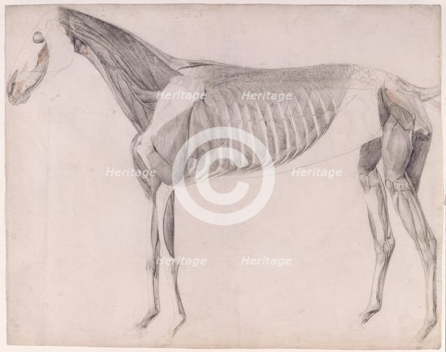Working drawing for 'The Third Anatomical Table of the Muscles ... of the Horse', 1756. Creator: George Stubbs.