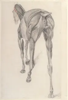 Working drawing for The Thirteenth Anatomical Table of the Muscles ... of the Horse 1756. Creator: George Stubbs