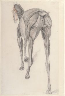 Working drawing for The Thirteenth Anatomical Table of the Muscles ... of the Horse 1756. Creator: George Stubbs