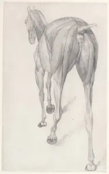Working drawing for The Twelfth Anatomical Table of the Muscles ... of the Horse 1756. Creator: George Stubbs