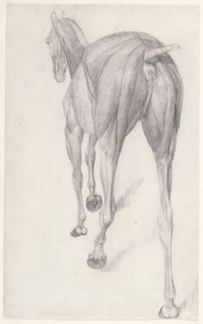 Working drawing for The Twelfth Anatomical Table of the Muscles ... of the Horse 1756. Creator: George Stubbs