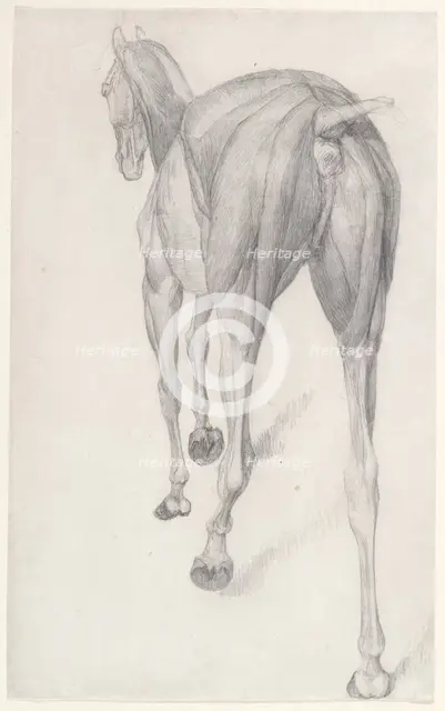 Working drawing for 'The Twelfth Anatomical Table of the Muscles ... of the Horse', 1756. Creator: George Stubbs.