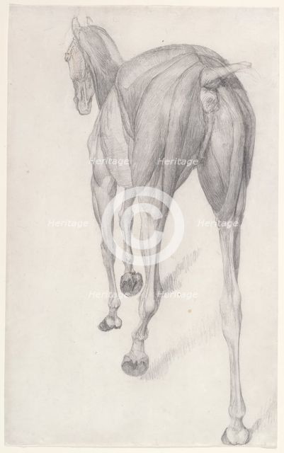 Working drawing for 'The Twelfth Anatomical Table of the Muscles ... of the Horse', 1756. Creator: George Stubbs.