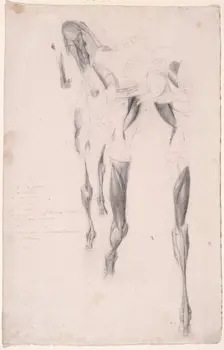 Working drawing probably for The Fourteenth Anatomical Table of the Muscles ... of the Horse 1756 Creator: George Stubbs