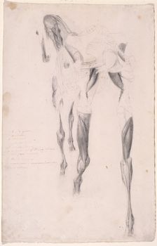 Working drawing probably for The Fourteenth Anatomical Table of the Muscles ... of the Horse 1756 Creator: George Stubbs