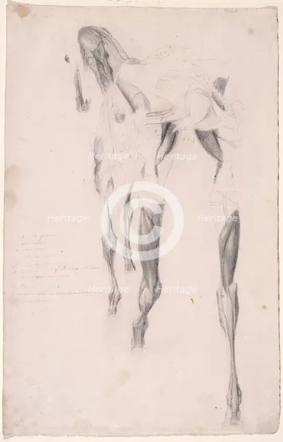 Working drawing probably for 'The Fourteenth Anatomical Table of the Muscles ... of the Horse', 1756 Creator: George Stubbs.