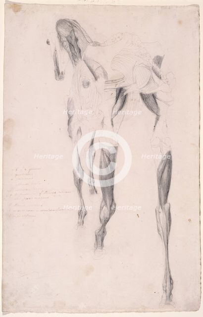 Working drawing probably for 'The Fourteenth Anatomical Table of the Muscles ... of the Horse', 1756 Creator: George Stubbs.