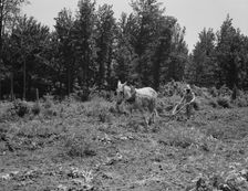 Working in the community garden, Hillhouse, Mississippi, 1937. Creator: Dorothea Lange