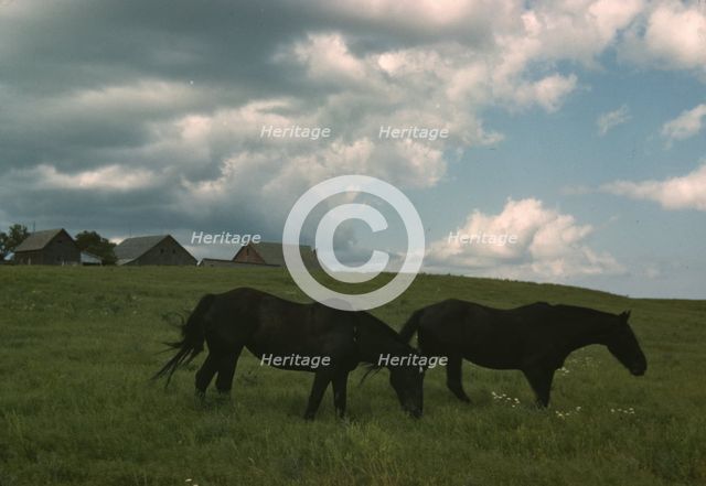 Work horses near Junction City, Kansas, 1942 or 1943. Creator: Louise Rosskam.