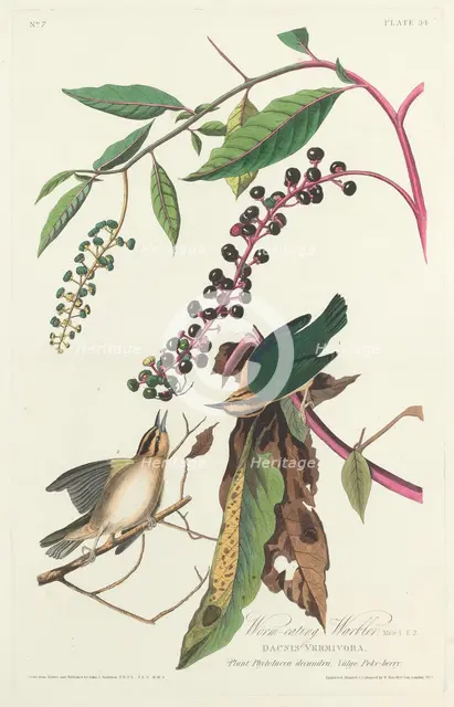 Worm-eating Warbler, 1828. Creator: Robert Havell.
