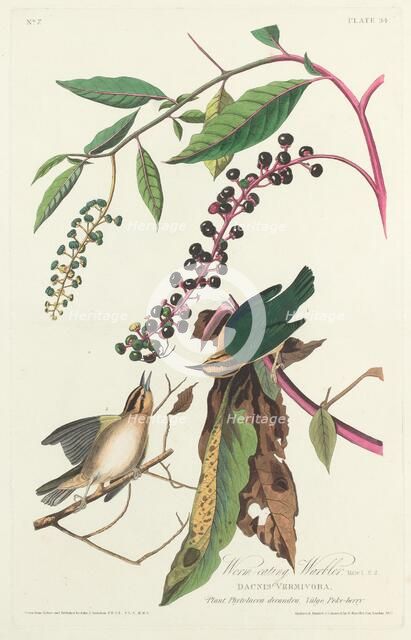 Worm-eating Warbler, 1828. Creator: Robert Havell.