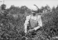 Worming, Belmont Farm for girls, between c1910 and c1915. Creator: Bain News Service