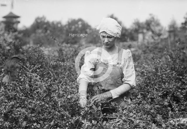 Worming, Belmont Farm for girls, between c1910 and c1915. Creator: Bain News Service.
