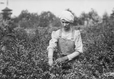 Worming, Belmont Farm for girls, between c1910 and c1915. Creator: Bain News Service