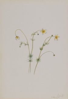 Water Crowfoot (Batrachium trichophyllum), 1918. Creator: Mary Vaux Walcott