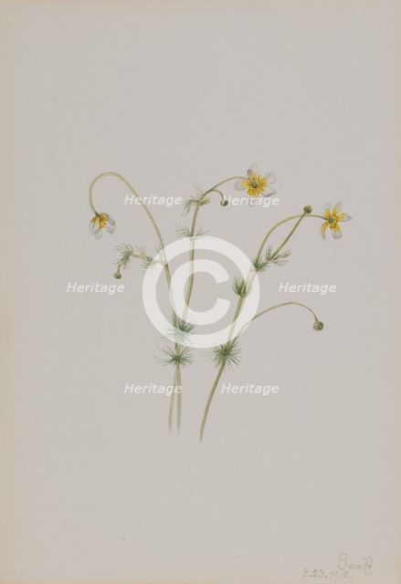 Water Crowfoot (Batrachium trichophyllum), 1918. Creator: Mary Vaux Walcott.