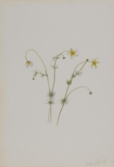 Water Crowfoot (Batrachium trichophyllum), 1918. Creator: Mary Vaux Walcott